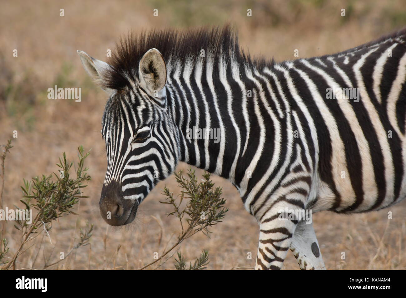 Burchell's Zebra auf den Ebenen im Krüger Nationalpark, Südafrika. Stockfoto