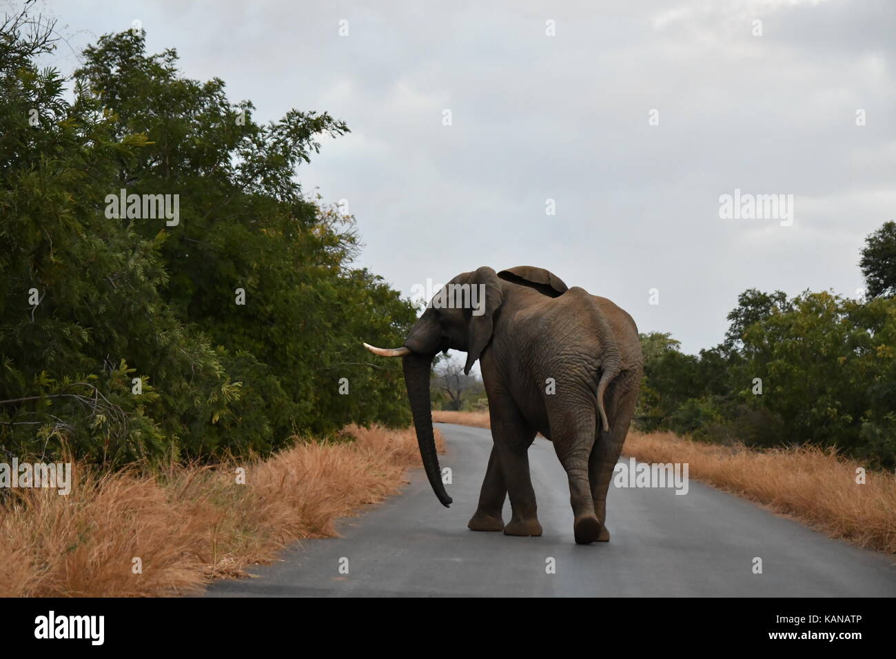 Nach Elefanten im Krüger National Park, Südafrika Stockfoto