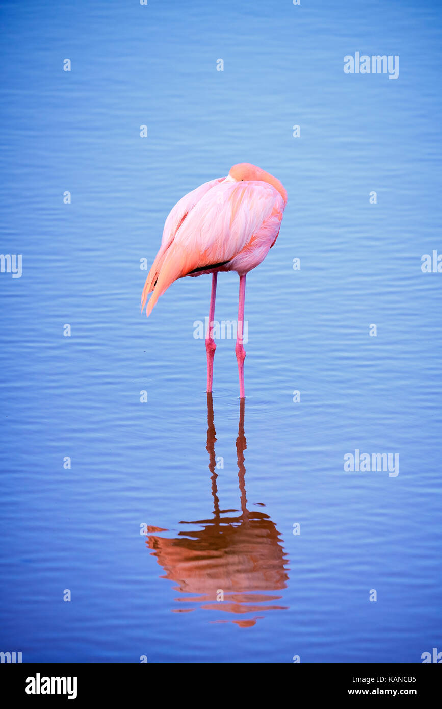 Flamingo in den Galapagos Inseln in Ecuador Stockfoto
