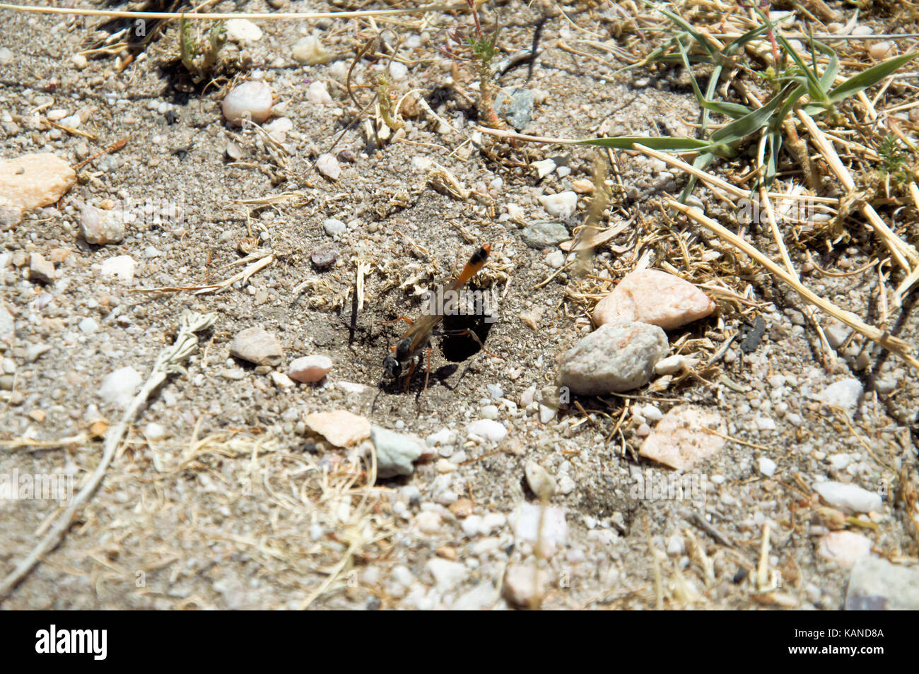 Ein Thread taillierten Wespe aus seiner Bohrung auf Antelope Island kommen, Utah. Stockfoto