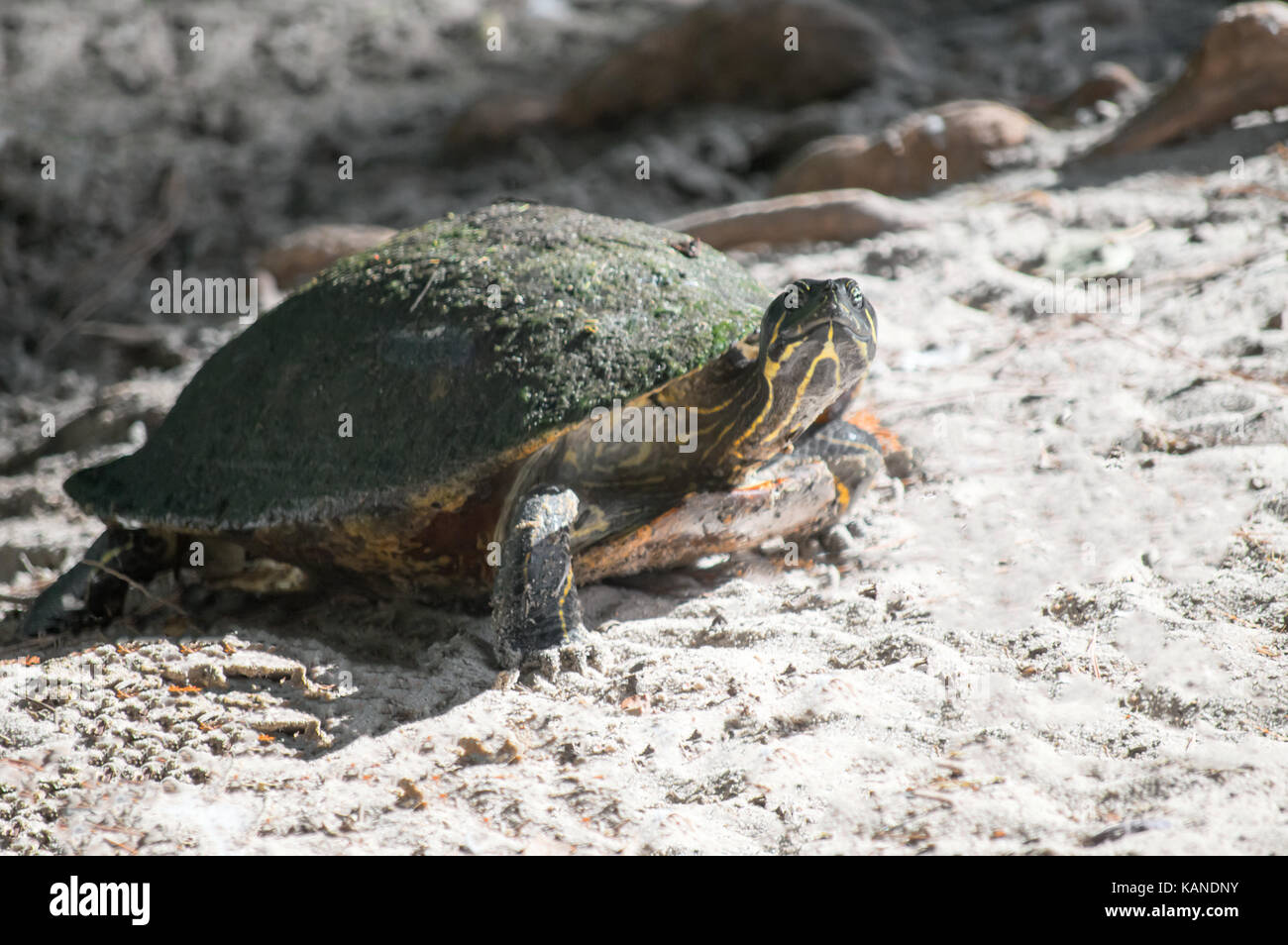 Ein junger Roter slider Turtle ruht auf Sand. Stockfoto