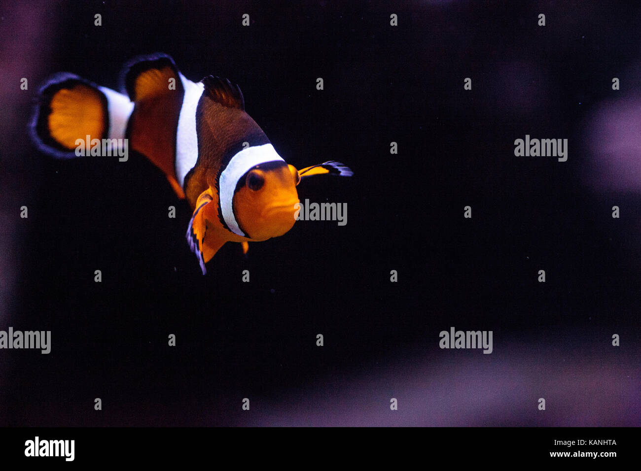 Clownfische, Amphiprioninae, in ein Meerwasseraquarium Fische und Riffe in der Nähe ihrer Host-anemone Stockfoto