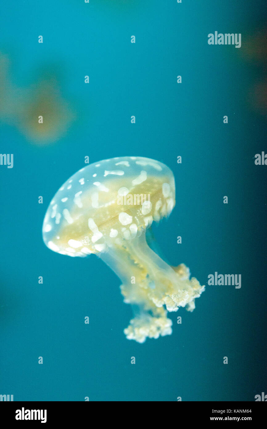 Goldene Gelee, Phyllorhiza Trommler ist auch bekannt als die schwimmende Glocke und die weiß gefleckten Quallen Stockfoto