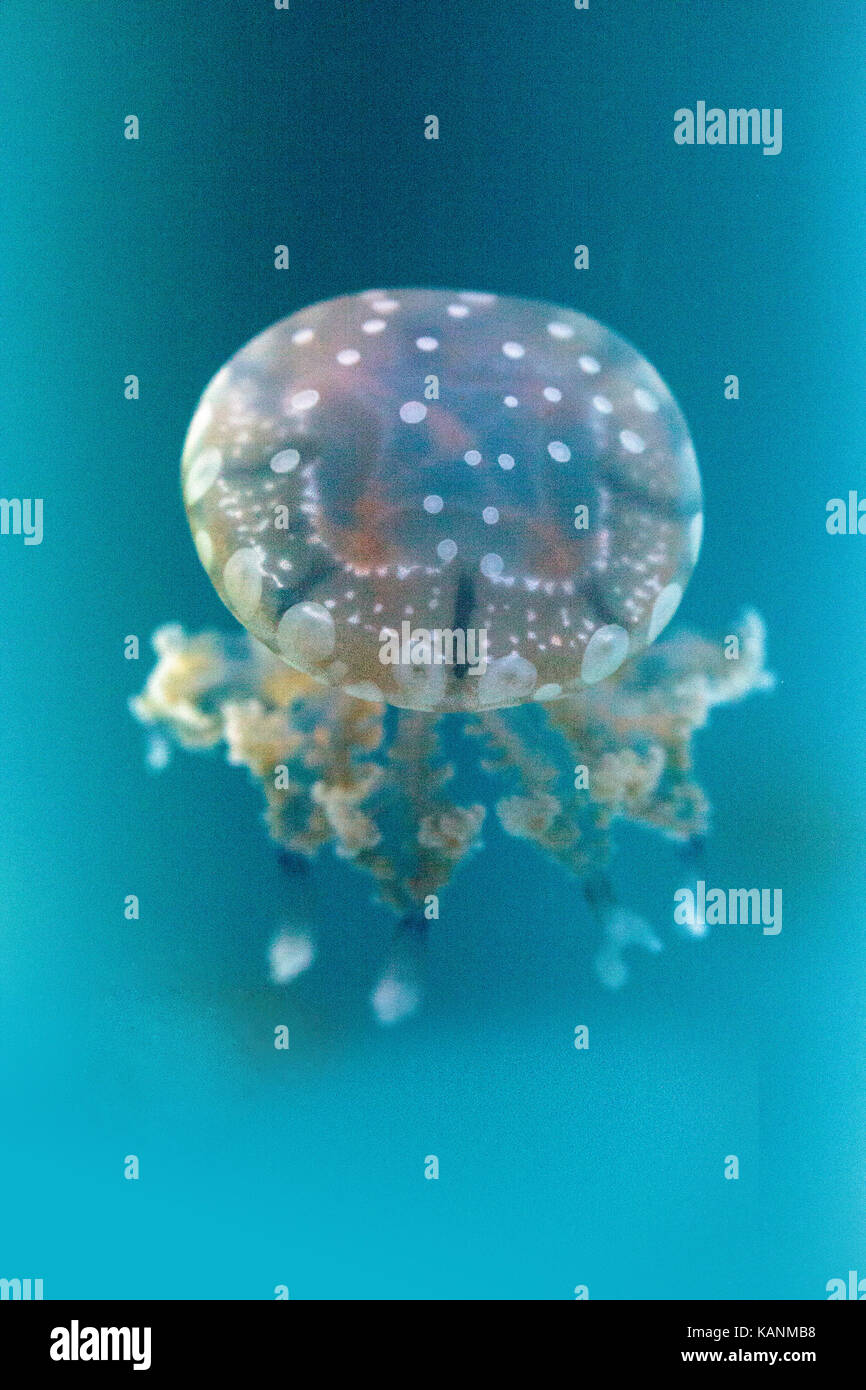 Goldene Gelee, Phyllorhiza Trommler ist auch bekannt als die schwimmende Glocke und die weiß gefleckten Quallen Stockfoto