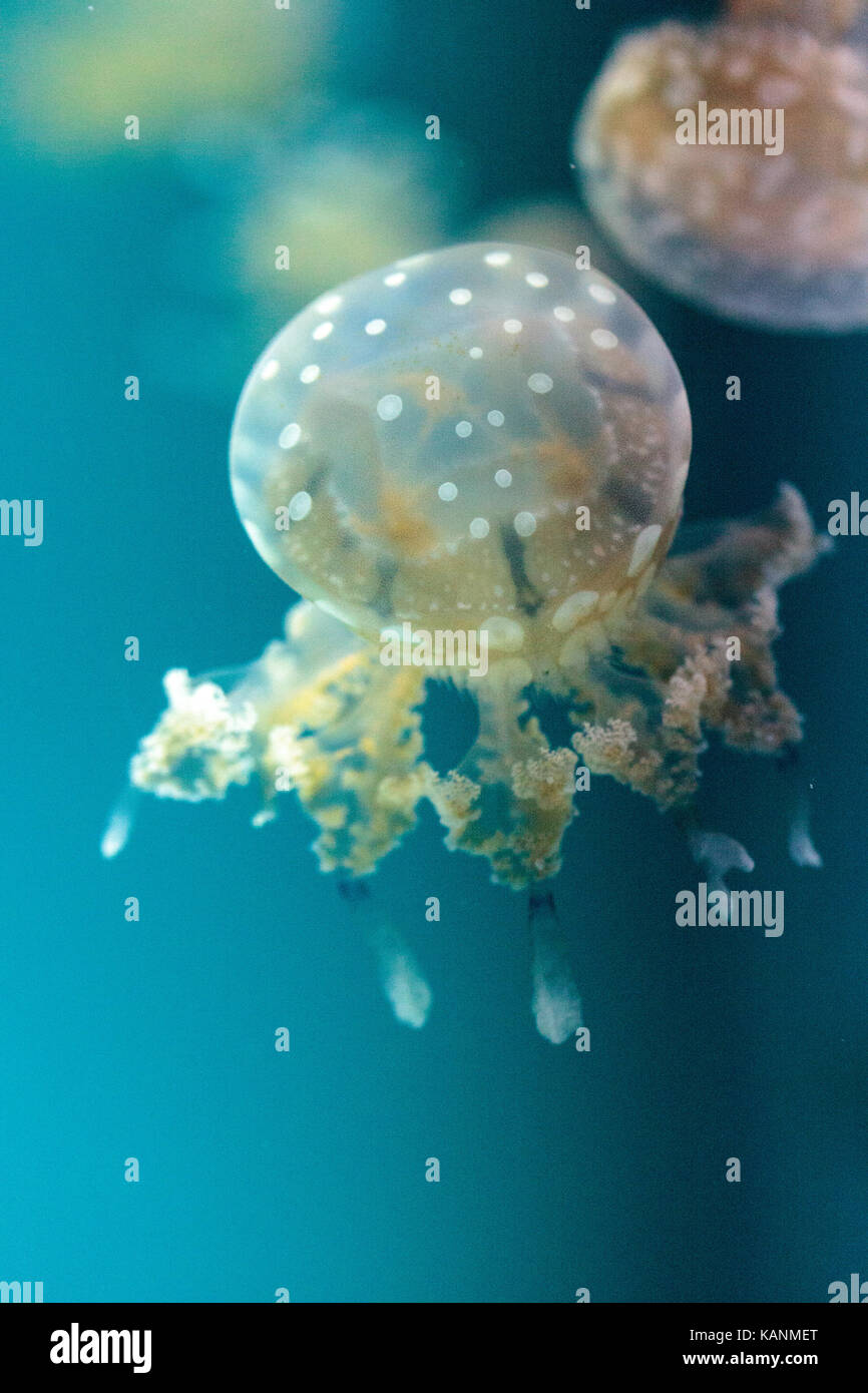 Goldene Gelee, Phyllorhiza Trommler ist auch bekannt als die schwimmende Glocke und die weiß gefleckten Quallen Stockfoto