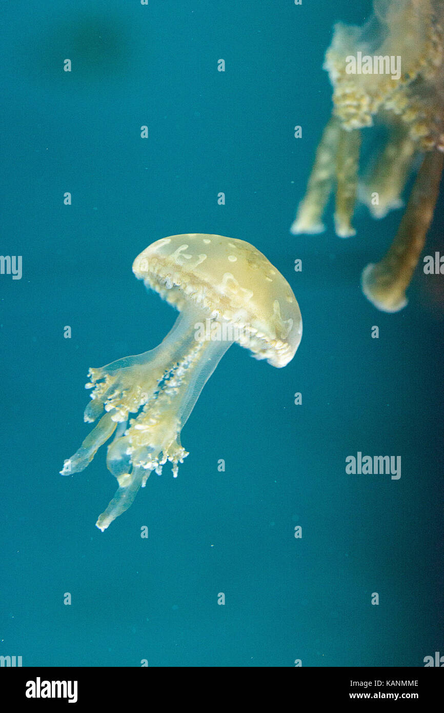 Goldene Gelee, Phyllorhiza Trommler ist auch bekannt als die schwimmende Glocke und die weiß gefleckten Quallen Stockfoto