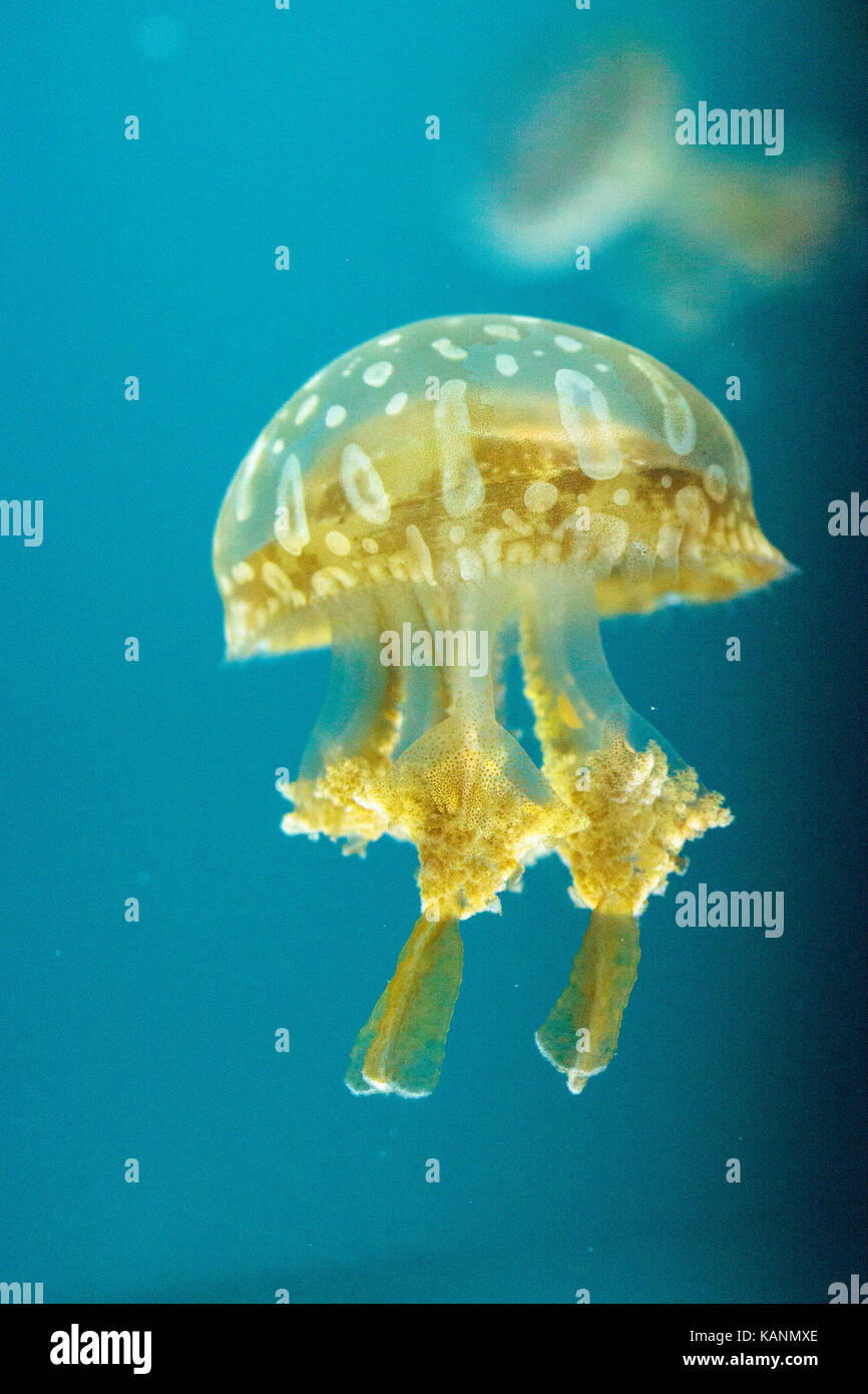 Goldene Gelee, Phyllorhiza Trommler ist auch bekannt als die schwimmende Glocke und die weiß gefleckten Quallen Stockfoto