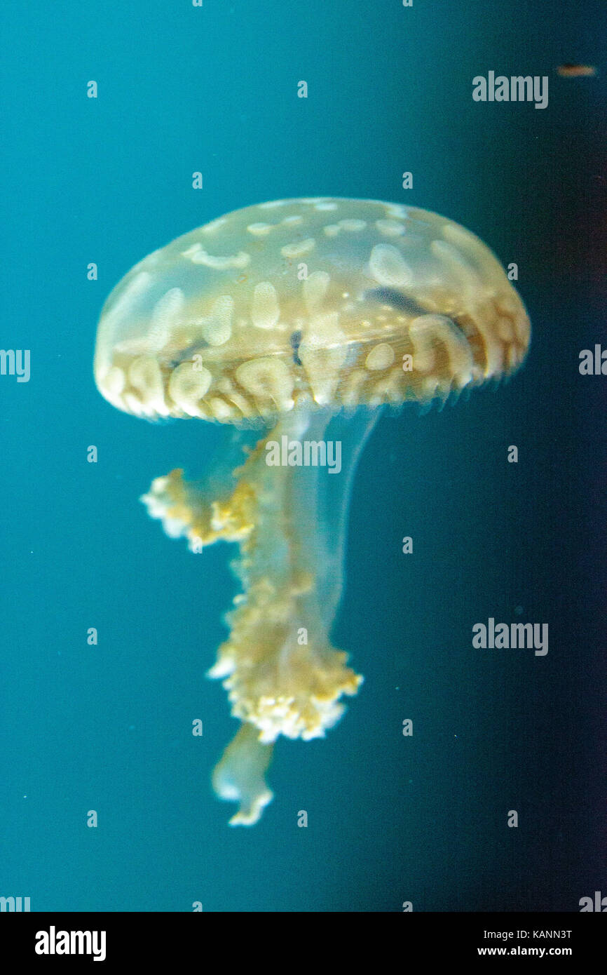 Goldene Gelee, Phyllorhiza Trommler ist auch bekannt als die schwimmende Glocke und die weiß gefleckten Quallen Stockfoto