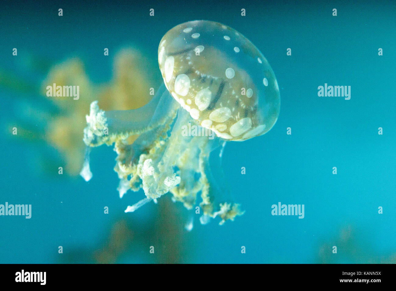 Goldene Gelee, Phyllorhiza Trommler ist auch bekannt als die schwimmende Glocke und die weiß gefleckten Quallen Stockfoto