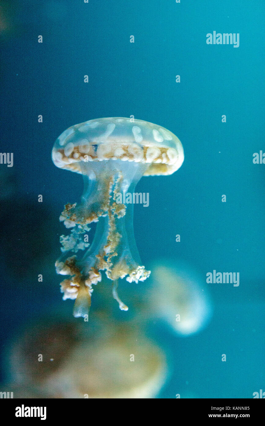 Goldene Gelee, Phyllorhiza Trommler ist auch bekannt als die schwimmende Glocke und die weiß gefleckten Quallen Stockfoto