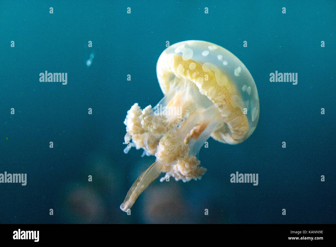 Goldene Gelee, Phyllorhiza Trommler ist auch bekannt als die schwimmende Glocke und die weiß gefleckten Quallen Stockfoto