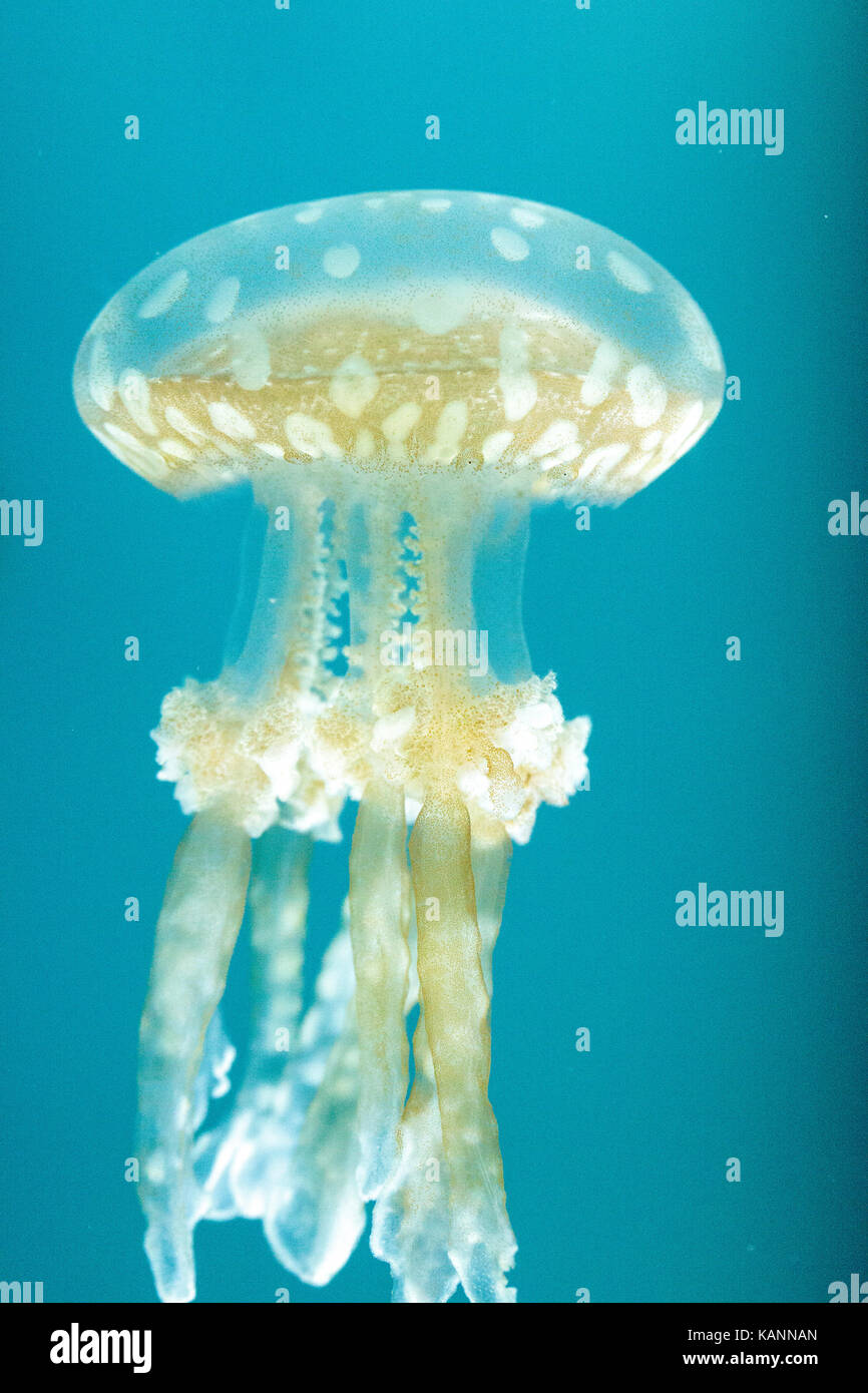 Goldene Gelee, Phyllorhiza Trommler ist auch bekannt als die schwimmende Glocke und die weiß gefleckten Quallen Stockfoto