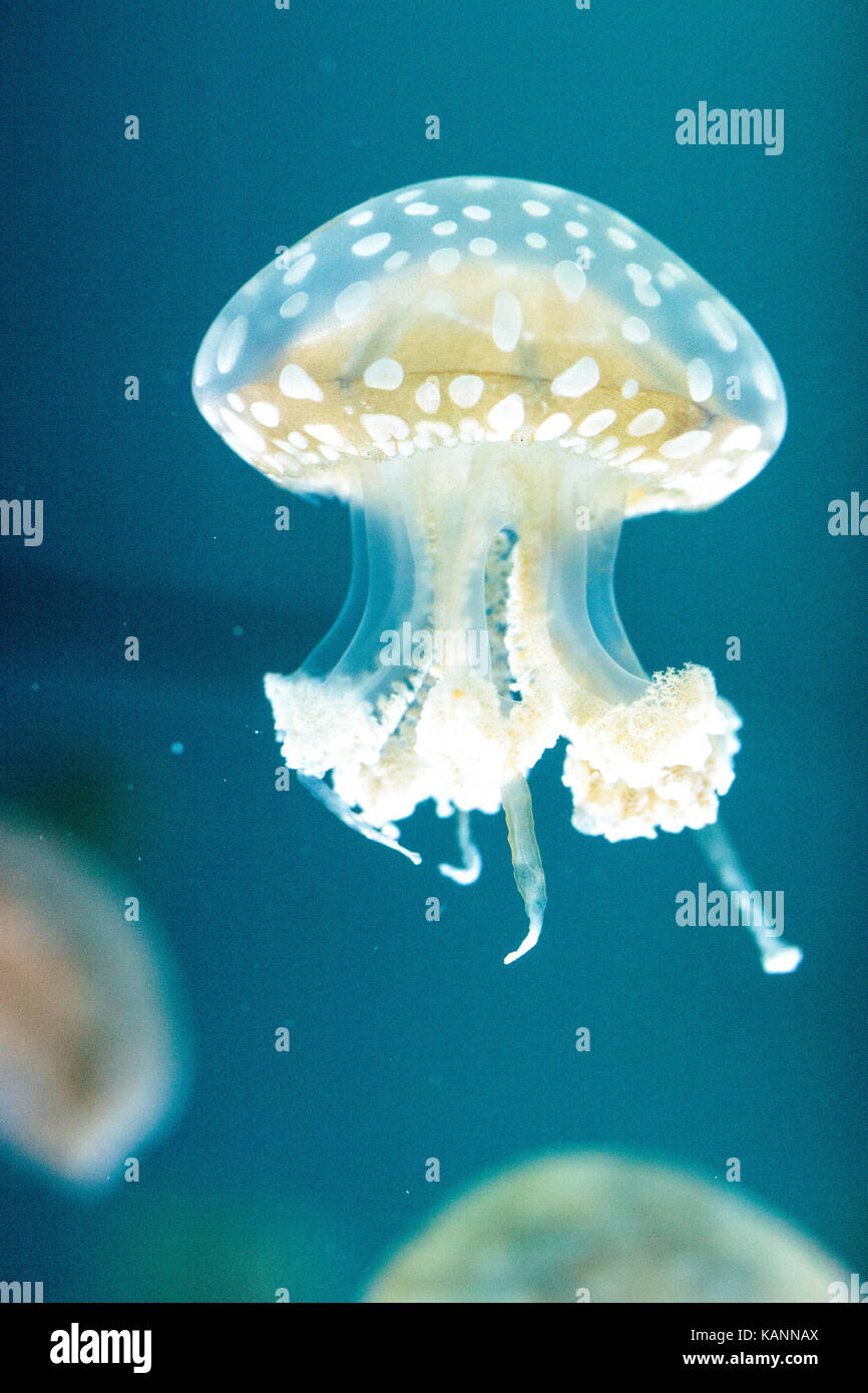 Goldene Gelee, Phyllorhiza Trommler ist auch bekannt als die schwimmende Glocke und die weiß gefleckten Quallen Stockfoto