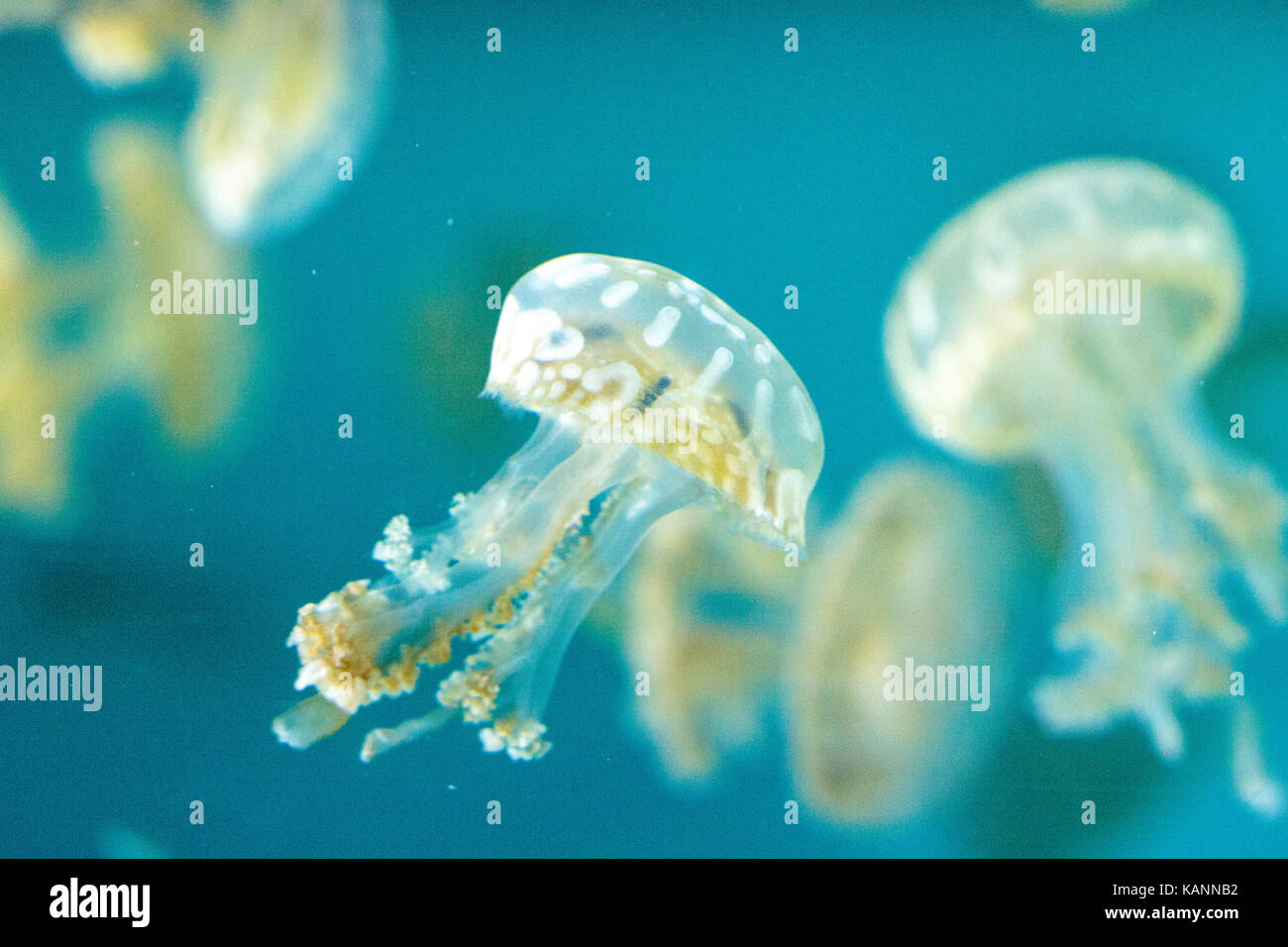 Goldene Gelee, Phyllorhiza Trommler ist auch bekannt als die schwimmende Glocke und die weiß gefleckten Quallen Stockfoto