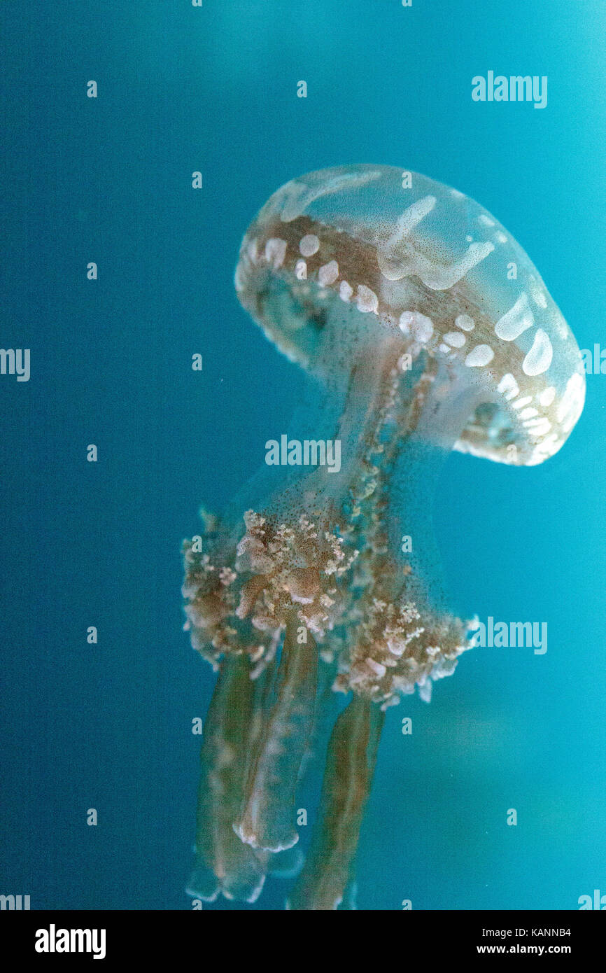 Goldene Gelee, Phyllorhiza Trommler ist auch bekannt als die schwimmende Glocke und die weiß gefleckten Quallen Stockfoto