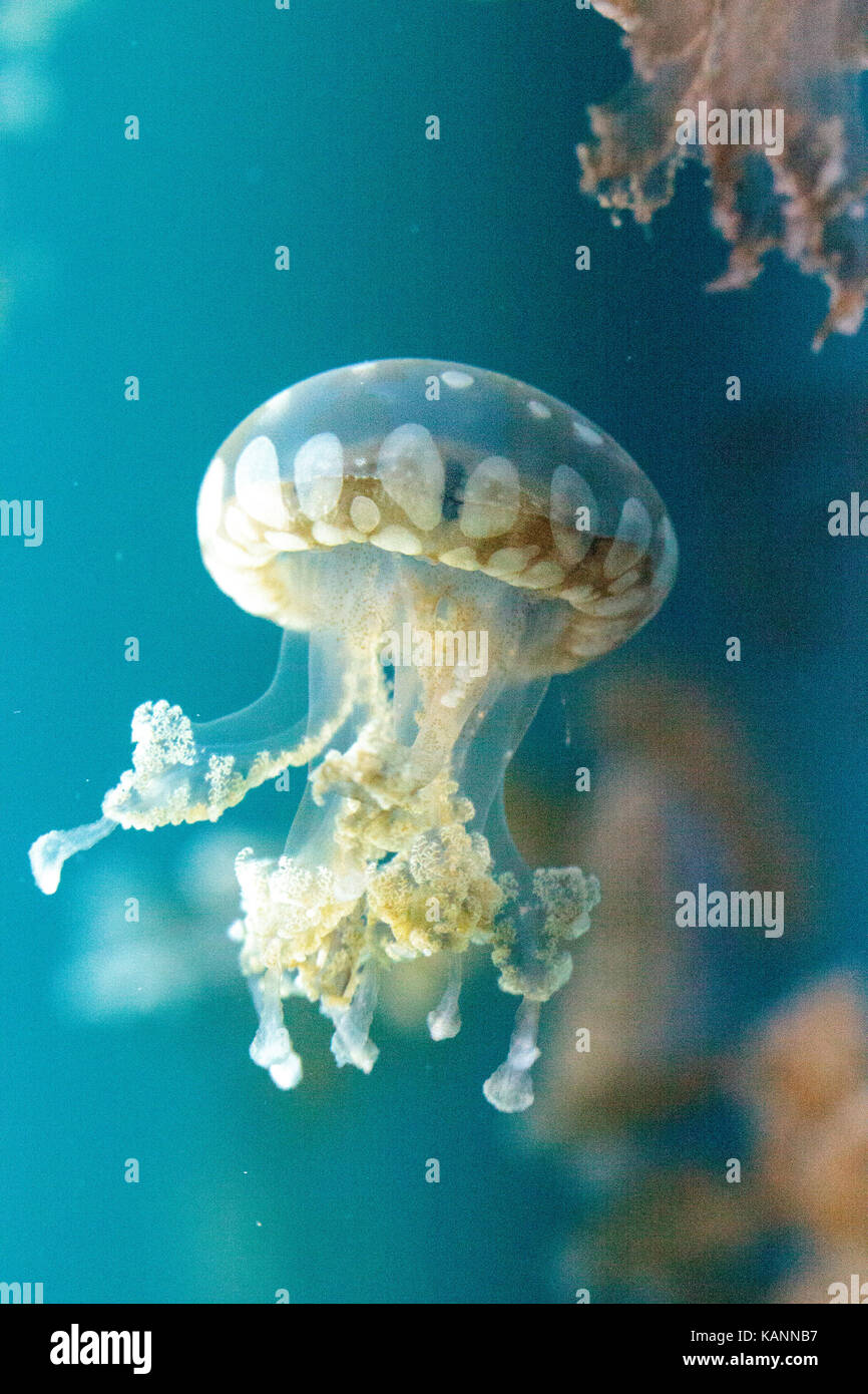 Goldene Gelee, Phyllorhiza Trommler ist auch bekannt als die schwimmende Glocke und die weiß gefleckten Quallen Stockfoto