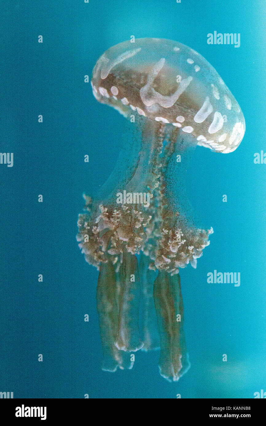 Goldene Gelee, Phyllorhiza Trommler ist auch bekannt als die schwimmende Glocke und die weiß gefleckten Quallen Stockfoto