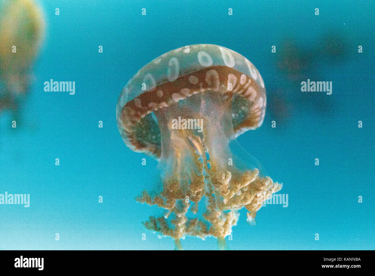 Goldene Gelee, Phyllorhiza Trommler ist auch bekannt als die schwimmende Glocke und die weiß gefleckten Quallen Stockfoto