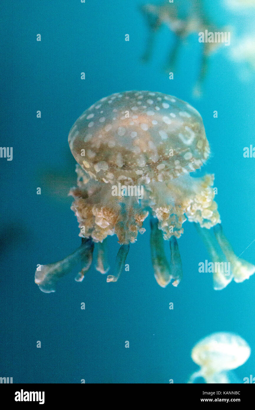 Goldene Gelee, Phyllorhiza Trommler ist auch bekannt als die schwimmende Glocke und die weiß gefleckten Quallen Stockfoto