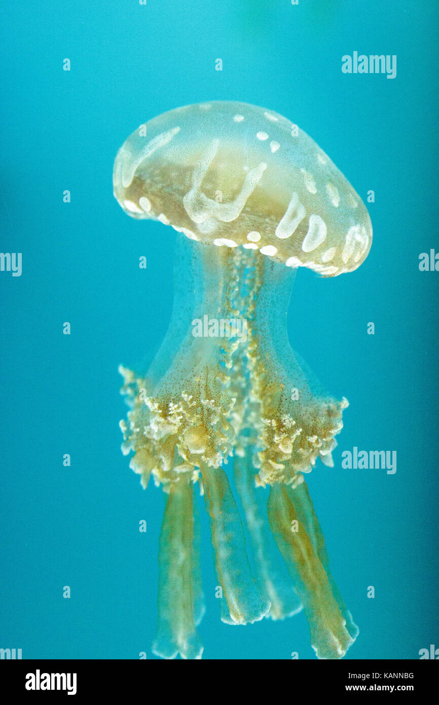 Goldene Gelee, Phyllorhiza Trommler ist auch bekannt als die schwimmende Glocke und die weiß gefleckten Quallen Stockfoto