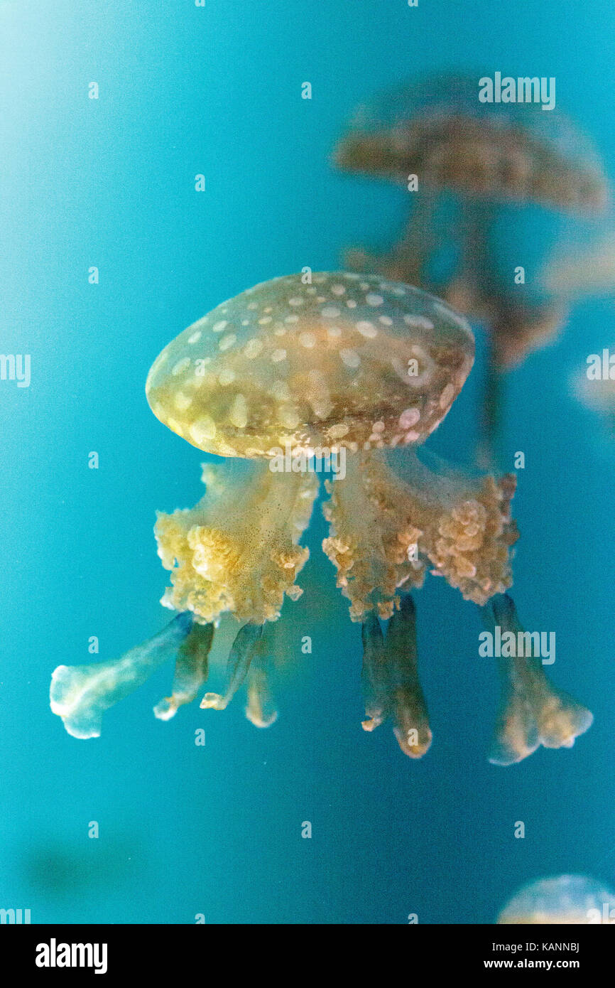 Goldene Gelee, Phyllorhiza Trommler ist auch bekannt als die schwimmende Glocke und die weiß gefleckten Quallen Stockfoto