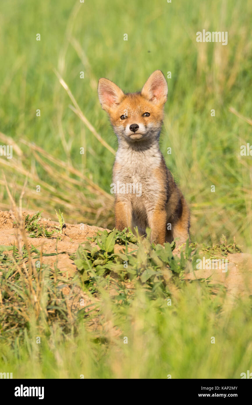 Europäische Red Fox Babys in der Nähe ihr Nest in der Wildnis Stockfoto