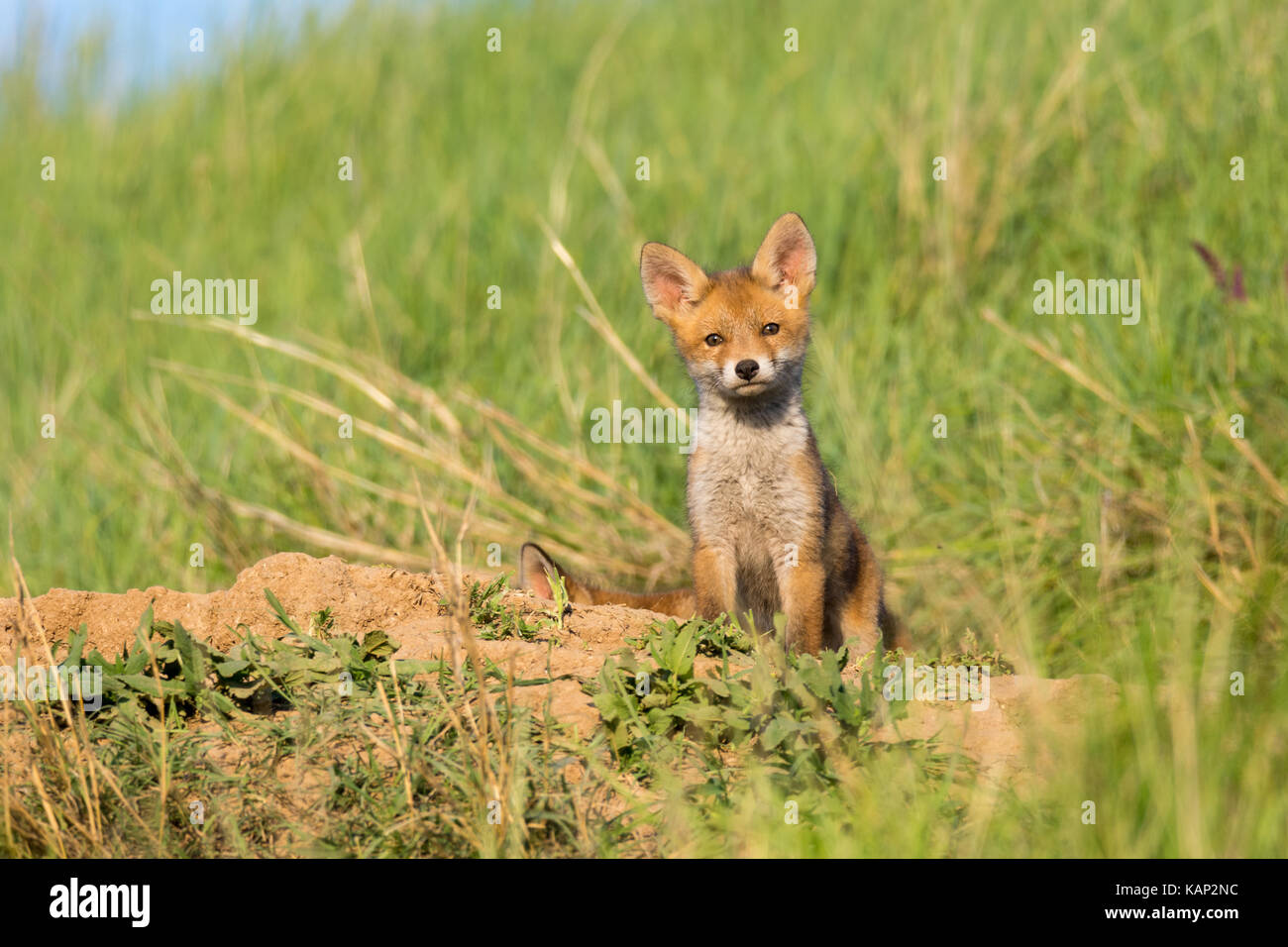 Europäische Red Fox Babys in der Nähe ihr Nest in der Wildnis Stockfoto