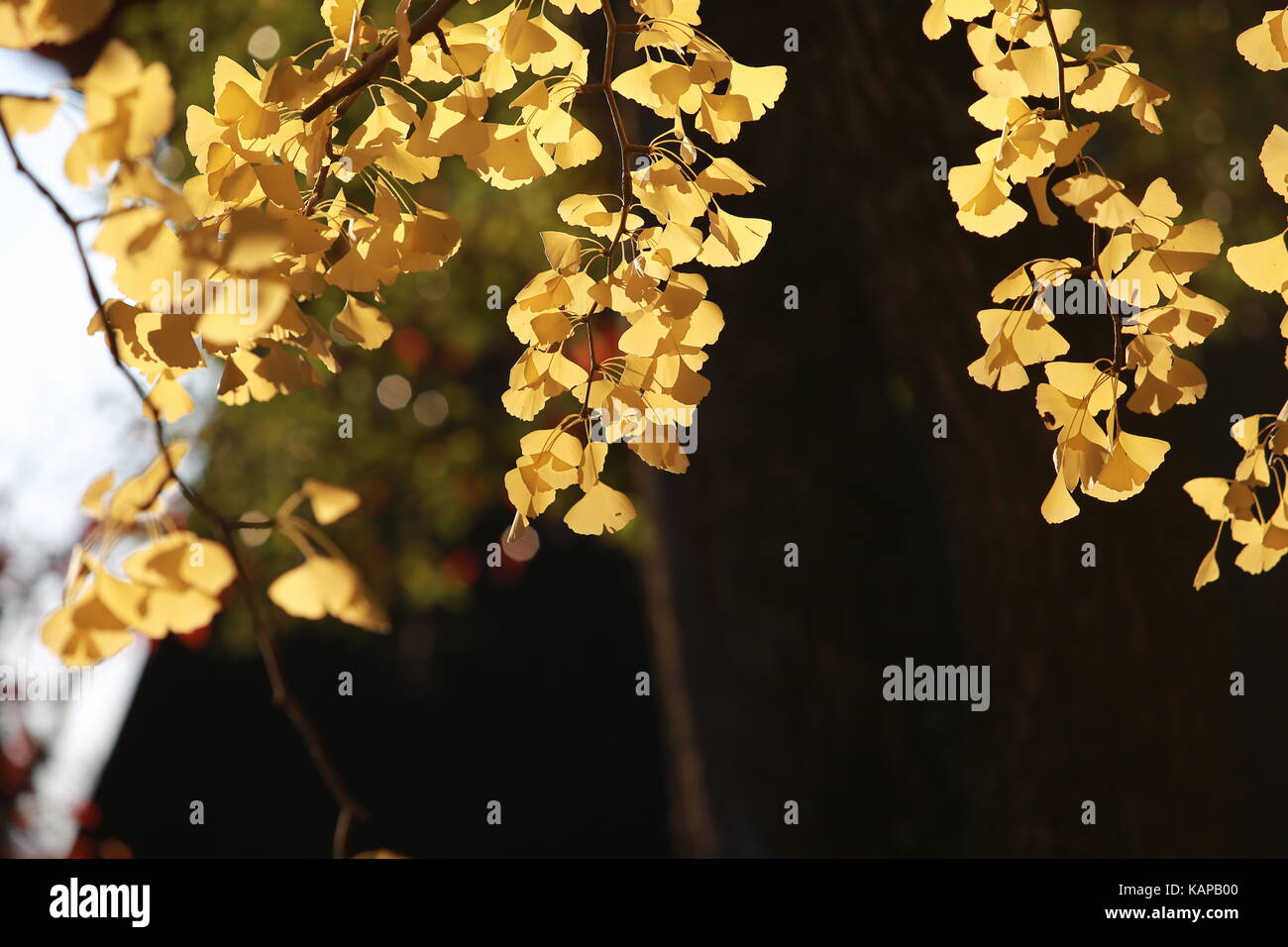 Golden Ginkgoblätter in Japan Park Stockfoto