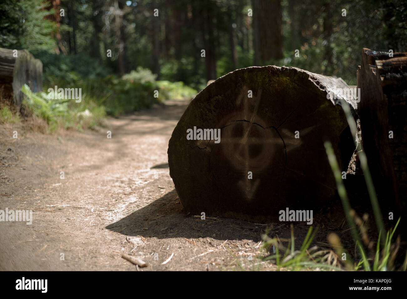 Kompass Log, Sequoia National Park, Kalifornien. Stockfoto