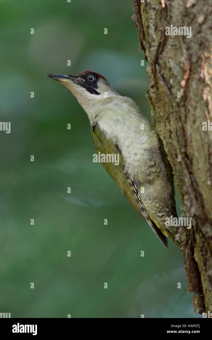 Grünspecht / Grünspecht (Picus viridis), auf einem Baumstamm sitzend, den Kopf, in typischer Pose, Europa. Stockfoto