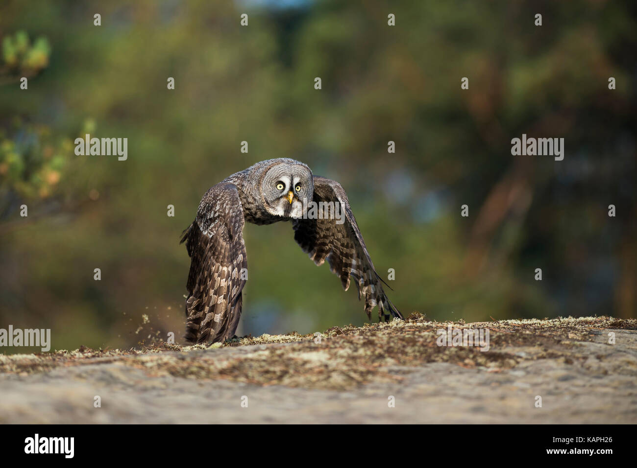 Bartkauz/Bartkauz (Strix Nebulosa) in Jagd Flug, knapp über dem Boden, im Herbst, herbstliche Farben in der borealen Zone. Stockfoto