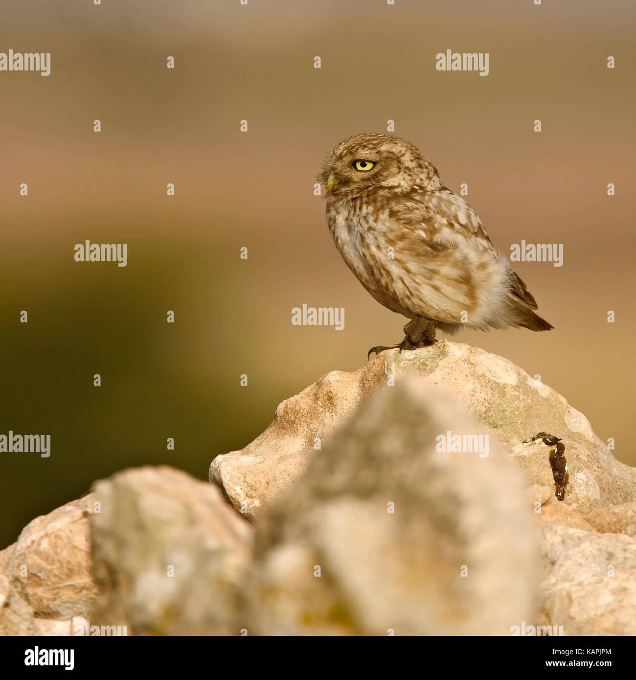 Steinkauz (Athene noctua) Jugendlicher auf einem Felsen im Abendlicht, Marokko thront. Stockfoto