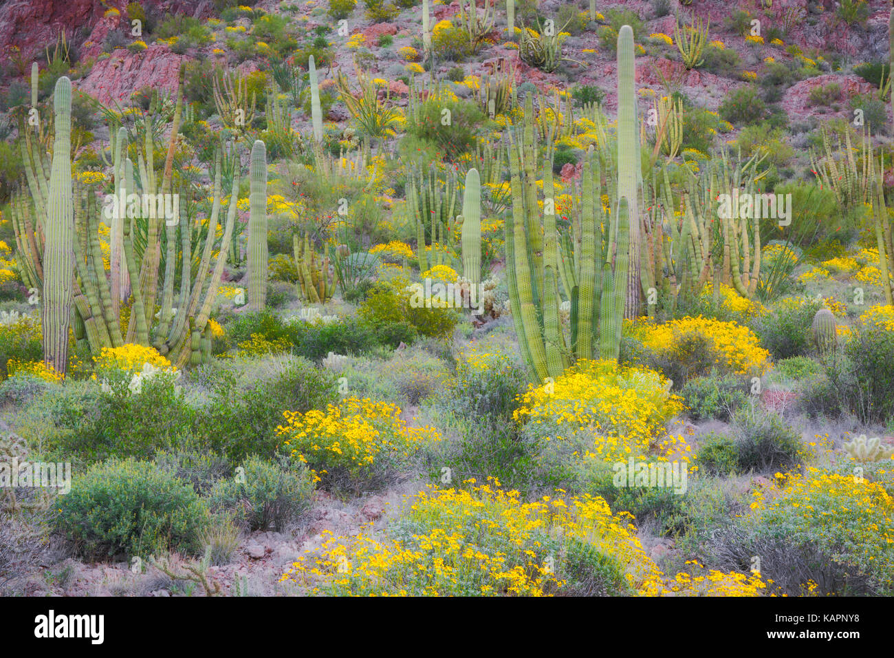 Frühjahrsblüte von spröden Bush unter den Sorten von Kakteen in der Sonoran Wüste und Arizona's Organ Pipe Cactus National Monument. Stockfoto