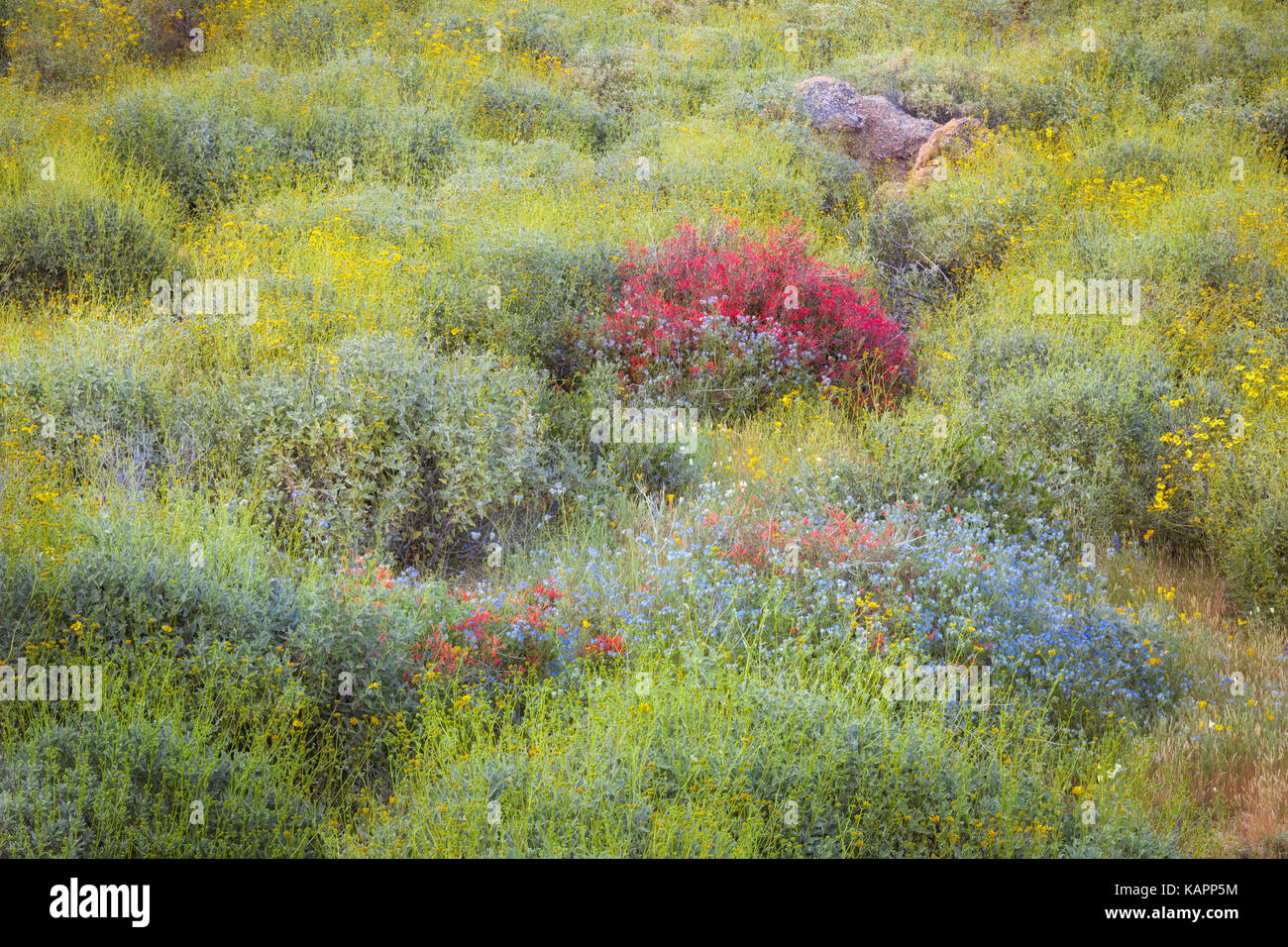 Red chuparosa Highlights die Feder wildflower Bloom in der Nähe von Bartlett See in Arizona Tonto National Forest. Stockfoto