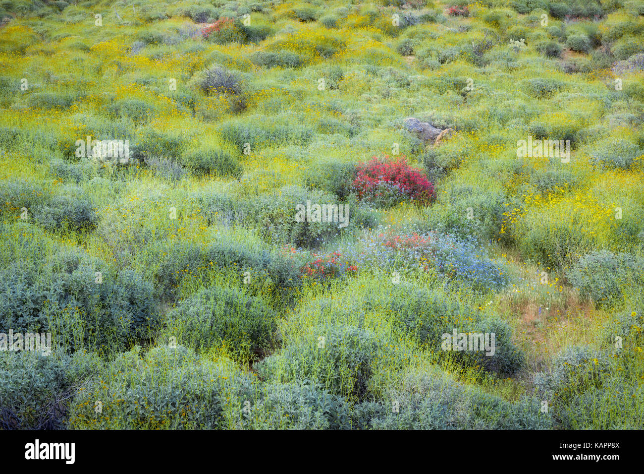 Red chuparosa Highlights die Feder wildflower Bloom in der Nähe von Bartlett See in Arizona Tonto National Forest. Stockfoto