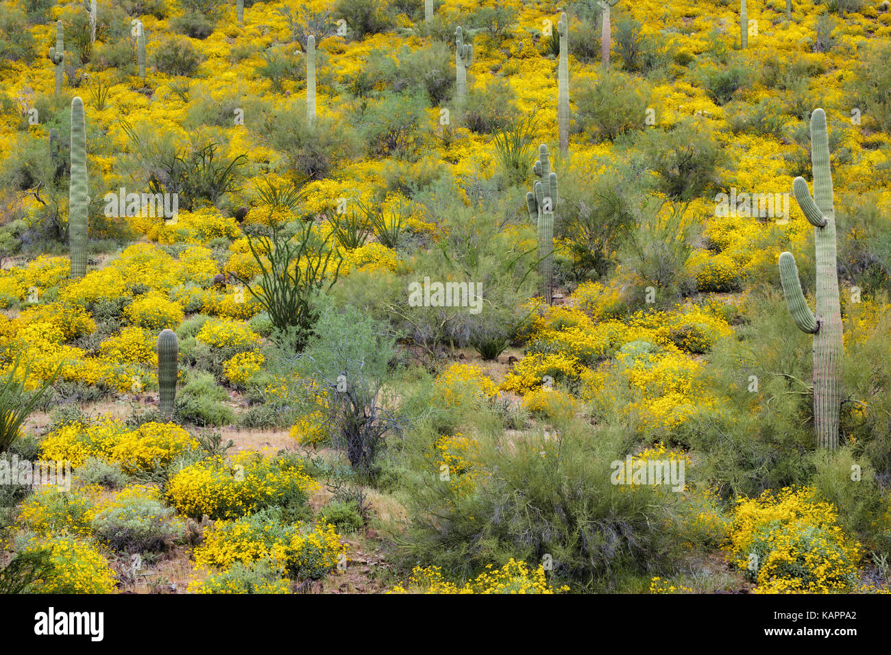Unglaubliche Frühjahrsblüte von brittlebush unter den Saguaro Kaktus am Arizona der See angenehm Regional Park. Stockfoto