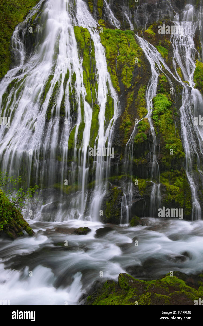 Feder Strömung von Wasser ergießt sich über Panther Creek Falls in Washingtons Gifford Pinchot National Forest. Stockfoto