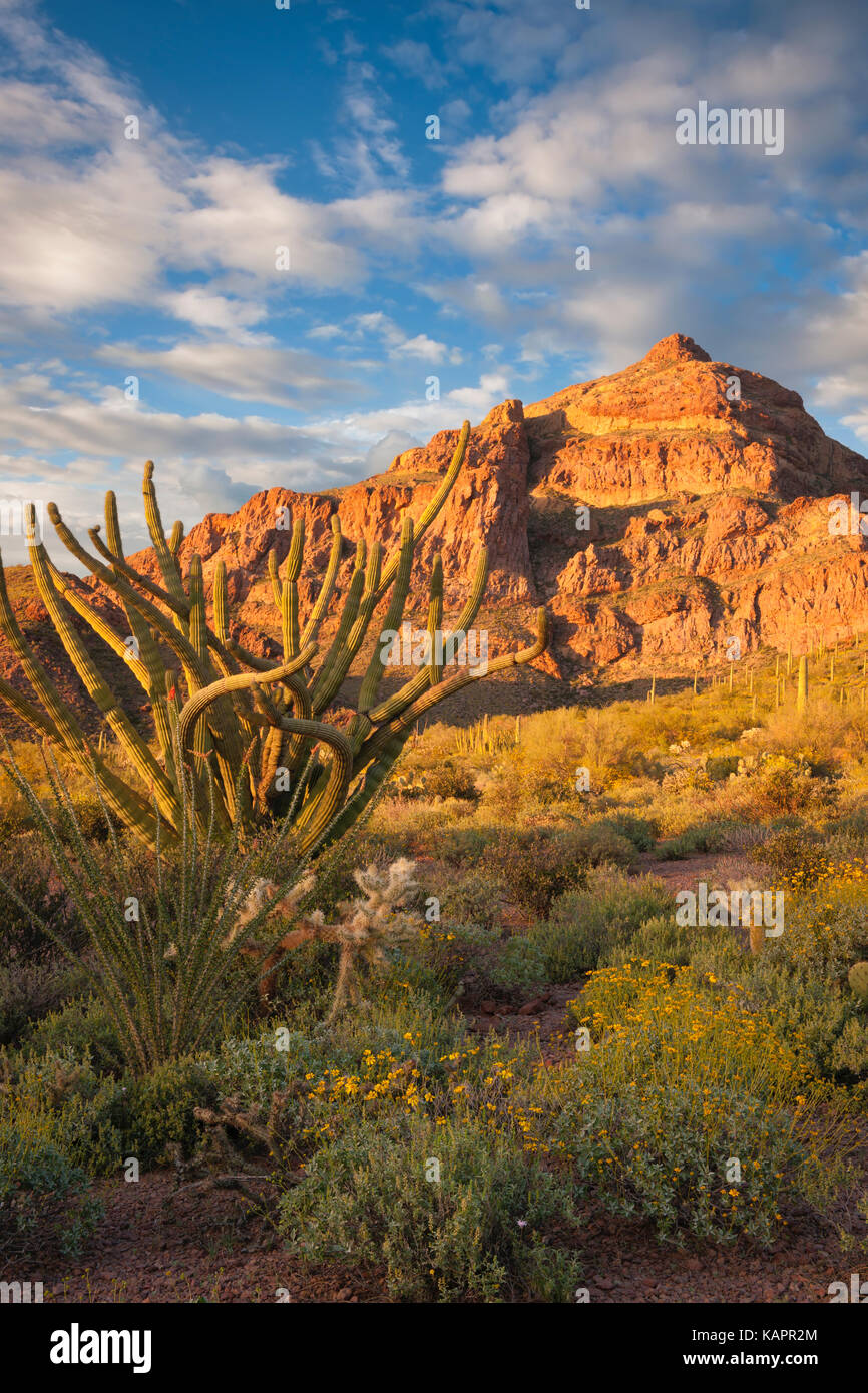 Abendlicht im Arizona des Organ Pipe Cactus National Monument. Stockfoto