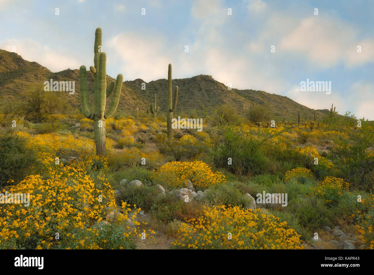 Am frühen Morgen im Arizona's White Tank Mountain Regional Park mit der frühjahrsblüte von spröden Bush unter den hoch aufragenden Saguaro Kaktus. Stockfoto