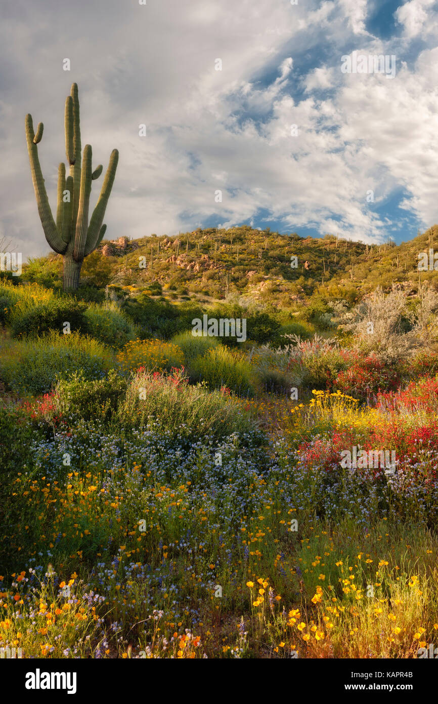 Blühende Frühling Wildblumen bieten eine Palette von Farben in der Nähe von Bartlett See in Arizona Tonto National Forest. Stockfoto