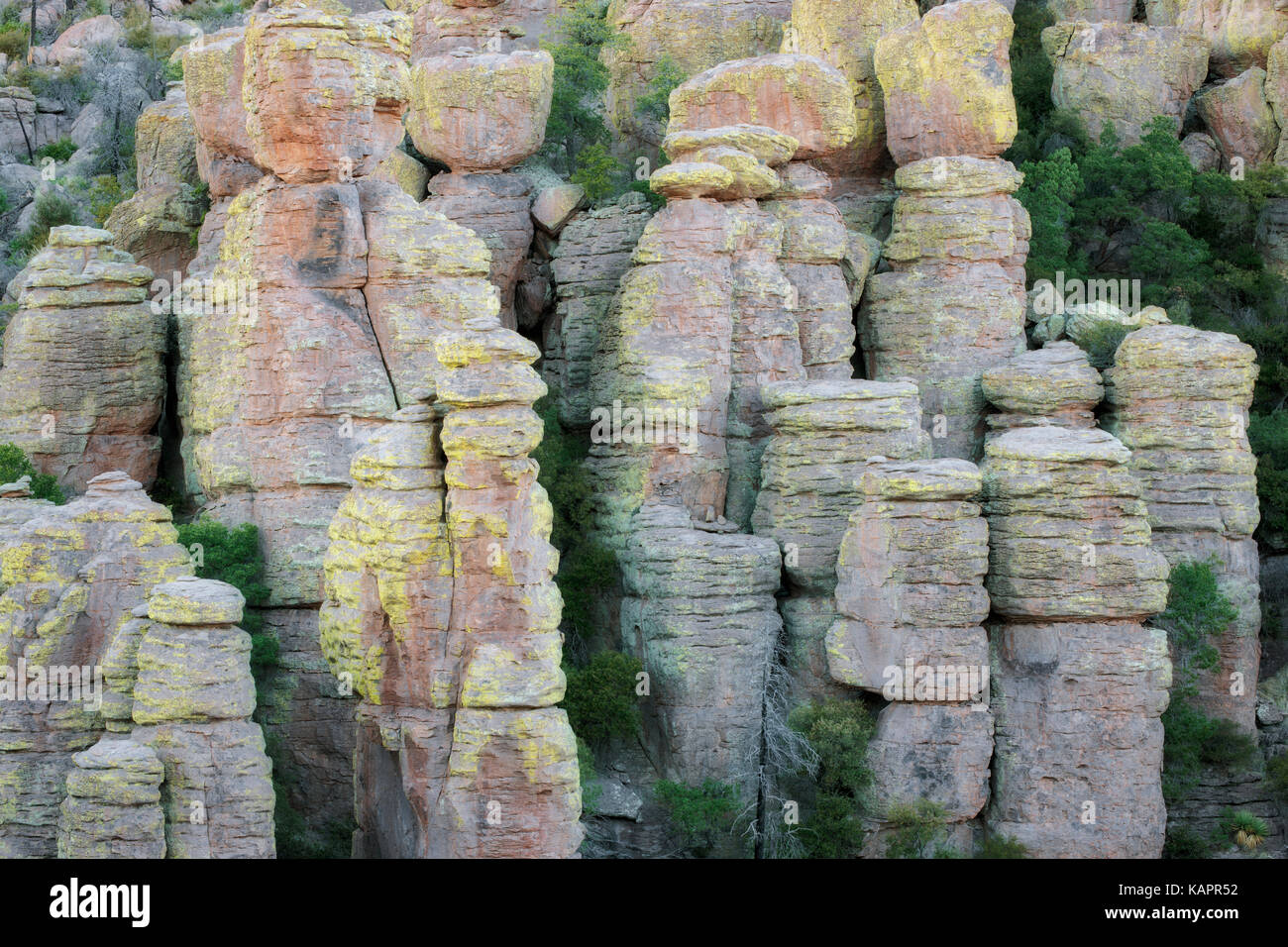 Zahllose Flechten bedeckt Felsformationen und Hoodoos im gesamten SE Arizona Chiricahua National Monument gefunden werden. Stockfoto