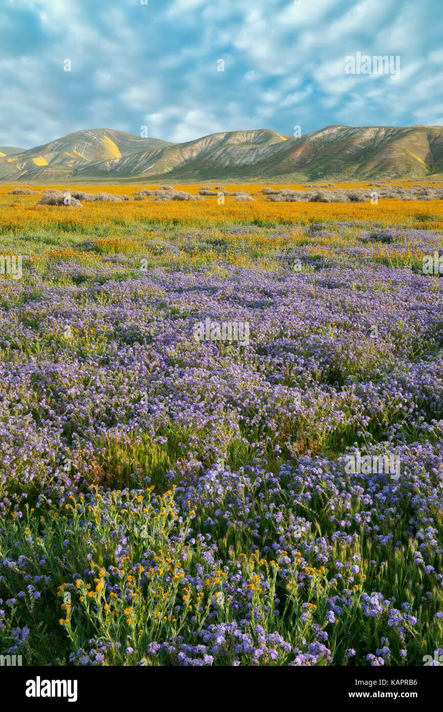 Lila Phacelia und orange fiddleneck Teppich die Elkhorn Plain in der Kalifornischen Carrizo Plain National Monument. Stockfoto