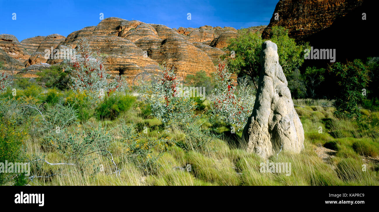 Wickhams Grevillea grevillea (wickhamii) und Kehllappen mit beehive Land Ausbildung hinter sich. Purnululu National Park, Kimberley Region, Western Australia Stockfoto