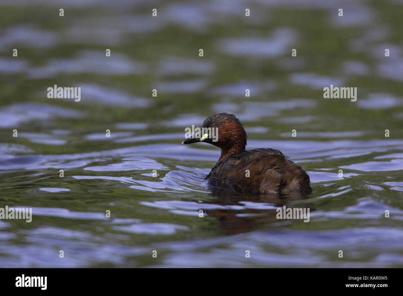 Midget Taucher, Littel Grebe Tachybaptus Ruficollis, Zwergtaucher / Littel Grebe / Tachybaptus Ruficollis Stockfoto