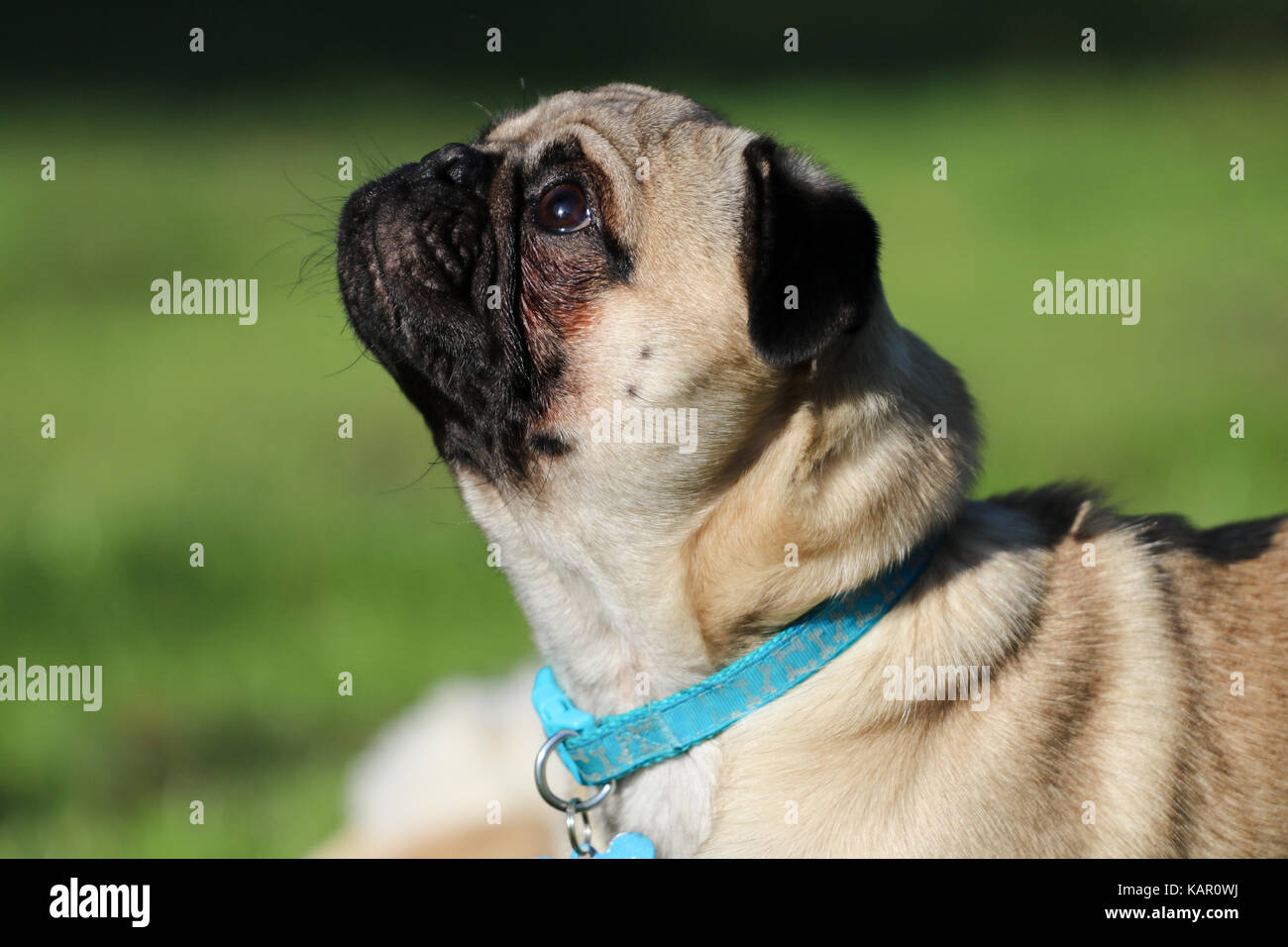 Ein Jahr alten fawn männlichen Pug Stockfoto