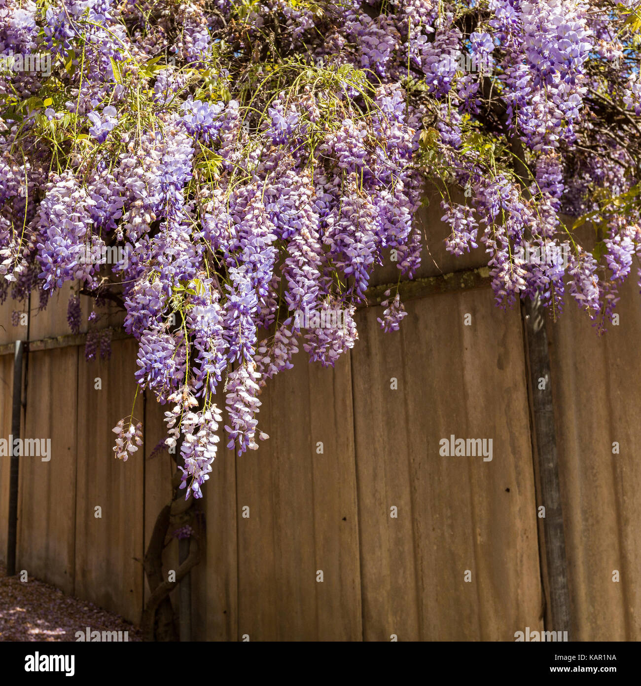 Lila Wisteria in voller Blüte entlang Zaun Stockfoto