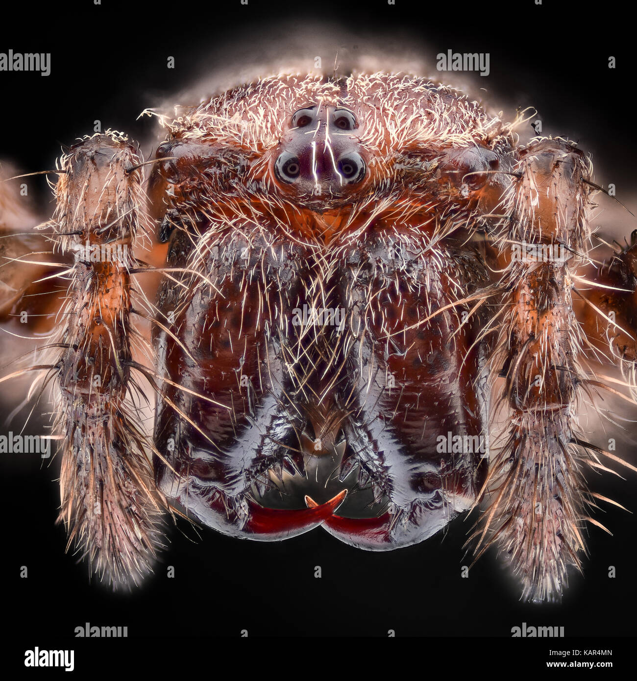 Extreme Vergrößerung - Araneus diadematus Stockfoto