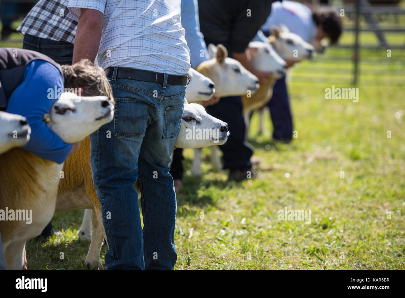Texal Schafe urteilen, südlichen Landwirtschaft zeigen, Insel Man. Stockfoto
