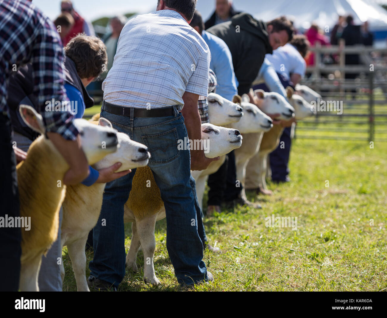 Texal Schafe urteilen, südlichen Landwirtschaft zeigen, Insel Man. Stockfoto