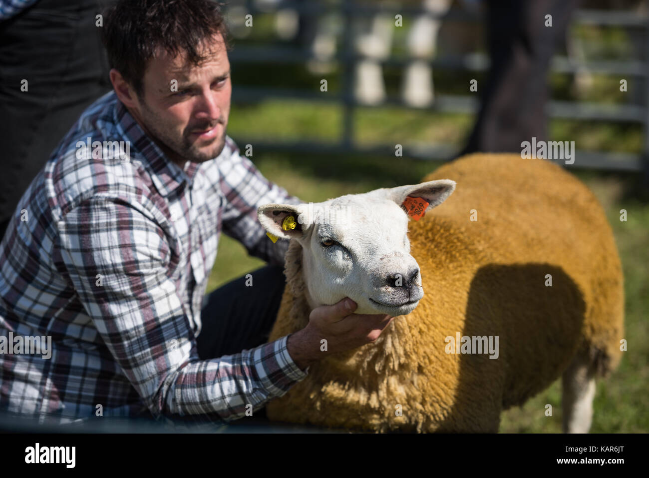 Texal Schafe urteilen, südlichen Landwirtschaft zeigen, Insel Man. Stockfoto
